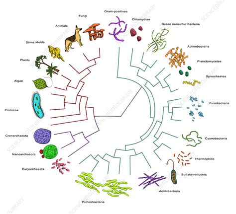 etymology of bacteria|what was the first bacteria.